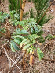 Melianthus