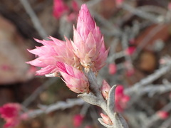 Syncarpha canescens canescens
