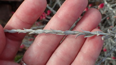 Syncarpha canescens canescens