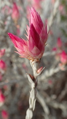 Syncarpha canescens canescens