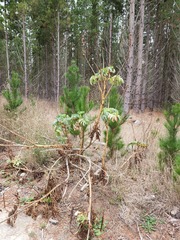 Melianthus