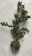 Senecio vulgaris