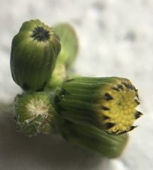 Senecio vulgaris