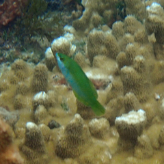 Anampses elegans