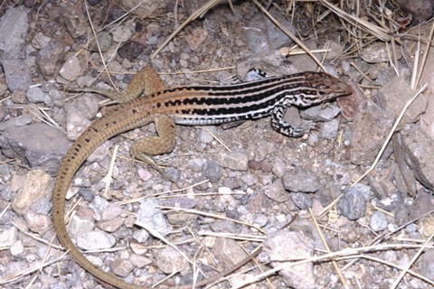 Plateau Spotted Whiptail