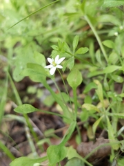 Meconella denticulata
