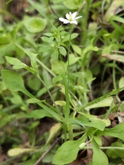 Meconella denticulata