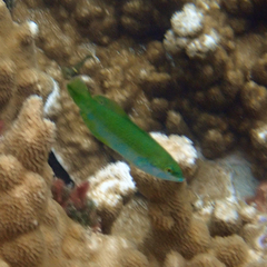 Anampses elegans