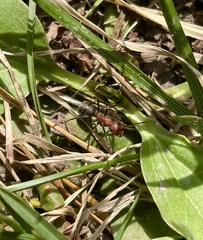 Formica truncorum
