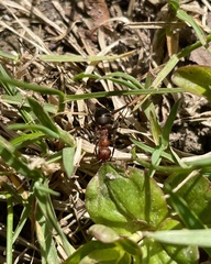 Formica truncorum