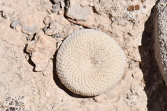 Epithelantha bokei