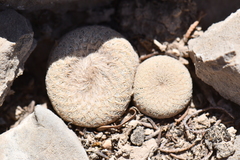 Epithelantha bokei