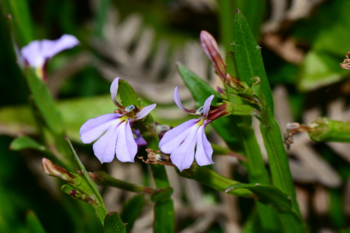 How to identify Lobelia anceps L.f.