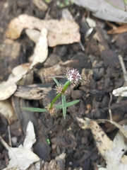 Spermacoce brachystema