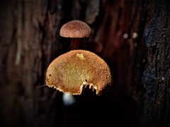 Gymnopilus eucalyptorum