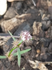 Spermacoce brachystema