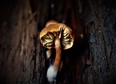 Gymnopilus eucalyptorum