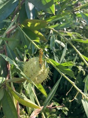 Gomphocarpus fruticosus × physocarpus