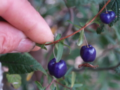 Billardiera macrantha