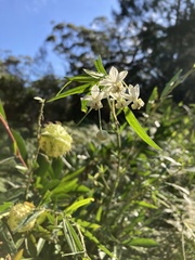 Gomphocarpus fruticosus × physocarpus