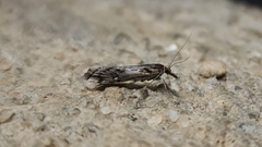 Hednota pedionoma