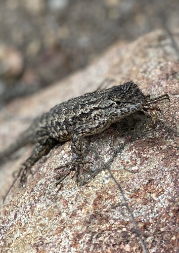 iNaturalist observation photo of Western Fence Lizard