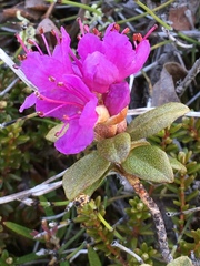 Rhododendron lapponicum