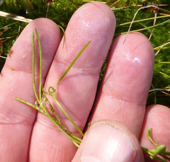 Cardamine panatohea