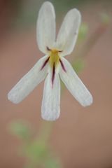 Jamesbrittenia tysonii