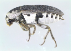 Dermestes frischii