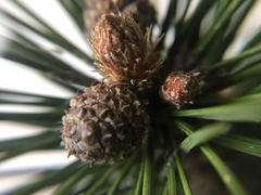 Pinus
