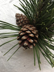 Pinus