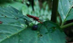 Macrocheraia grandis