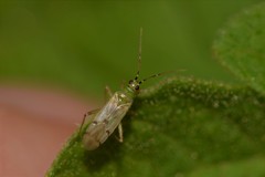 Nesidiocoris tenuis