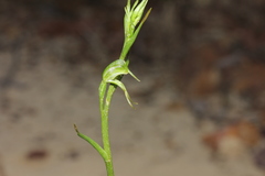 Pterostylis daintreana