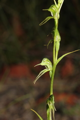 Pterostylis daintreana