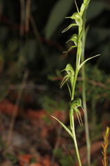 Pterostylis daintreana