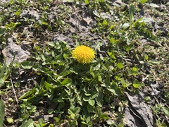 Taraxacum officinale