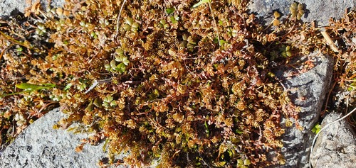 Hypericum rubicundulum (Hypericum rubicundulum)