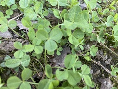 Trifolium repens