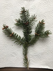 Picea