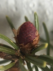 Picea