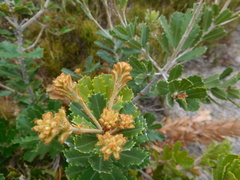 Banksia praemorsa