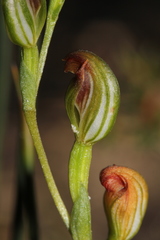 Pterostylis furva