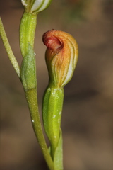 Pterostylis furva
