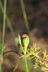 Pterostylis furva
