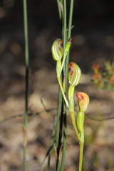 Pterostylis furva