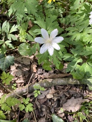 Anemonoides nemorosa