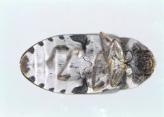 Dermestes frischii