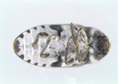 Dermestes frischii